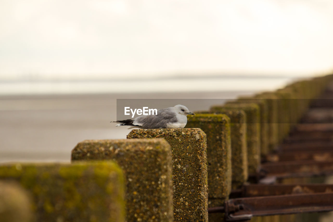 Seagull perching on wooden post