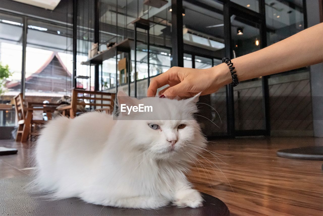 Cat being petted while lying down at a cat cafe in thailand