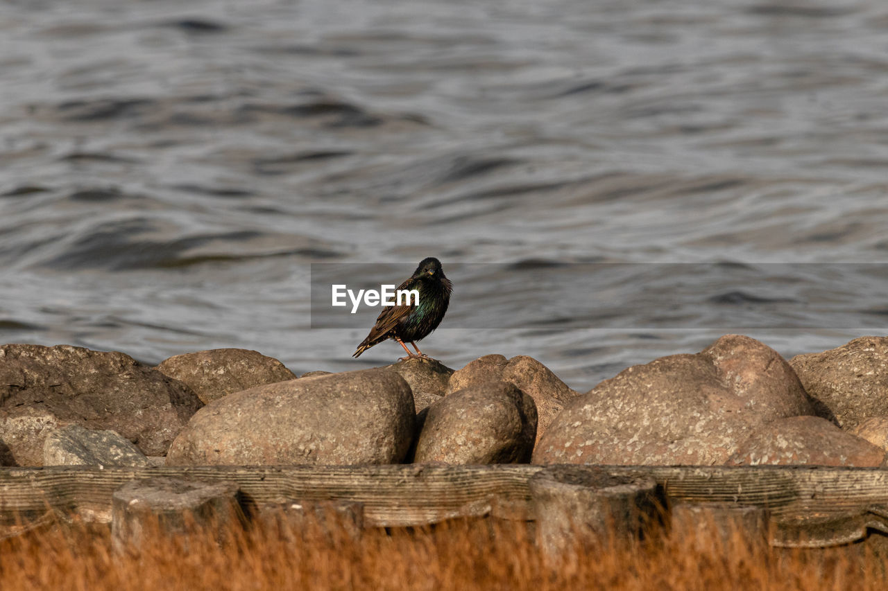 Bird perching on rock by sea