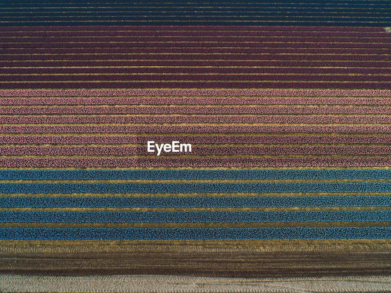 Full frame shot of colorful flowers growing on field