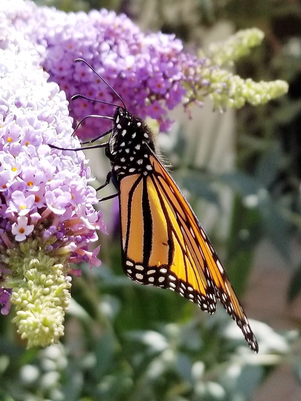 CLOSE-UP OF BUTTERFLY PERCHING ON PURPLE FLOWERS