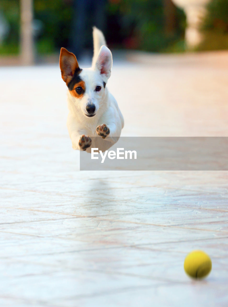 Jack russell terrier dog jumping while running for a ball.