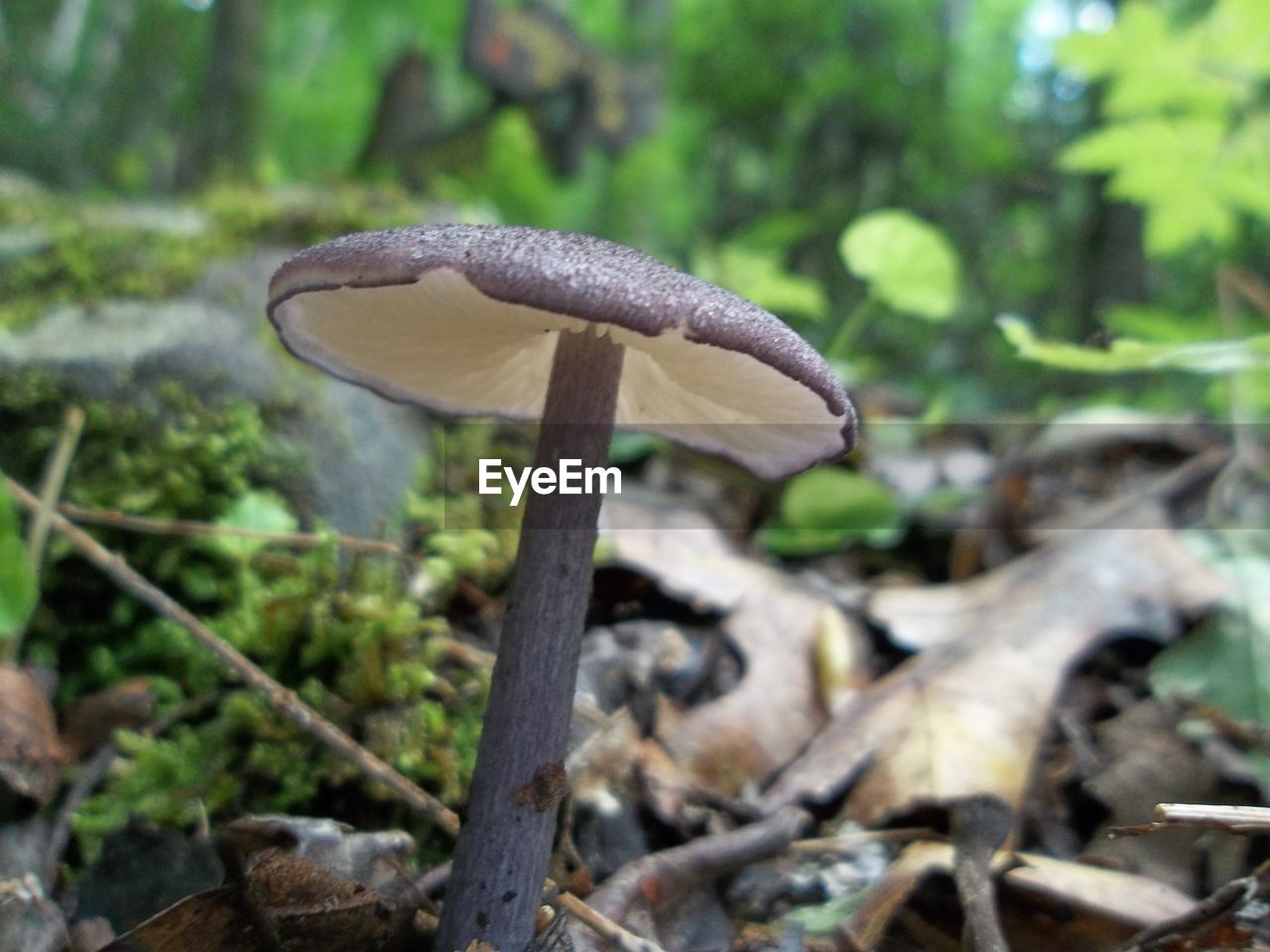 CLOSE-UP OF MUSHROOMS GROWING ON FIELD