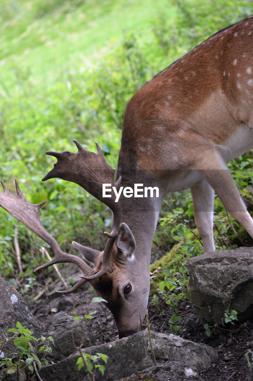 Deer in a field