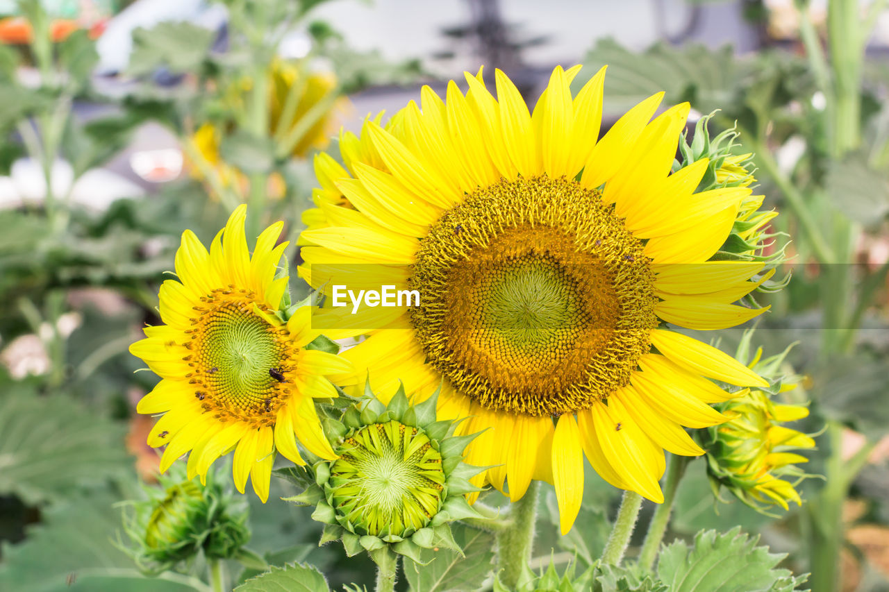 CLOSE-UP OF YELLOW SUNFLOWER ON PLANT