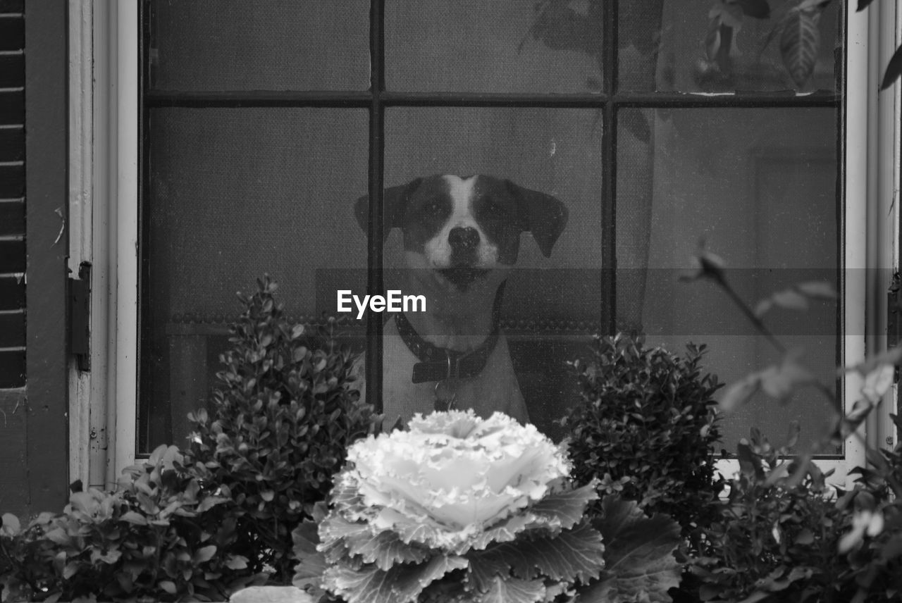 Dog looking through window