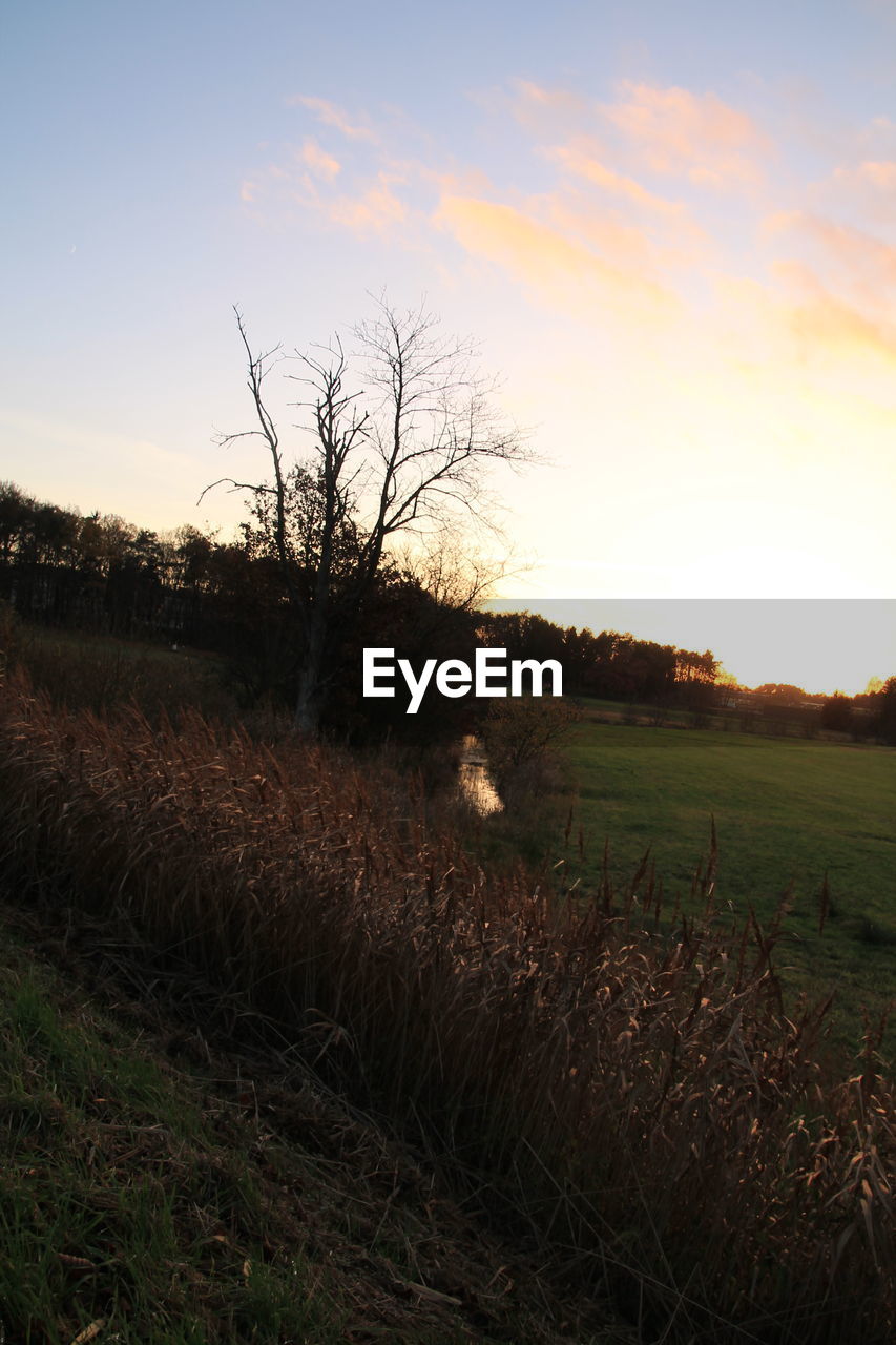 BARE TREES ON FIELD AGAINST SKY