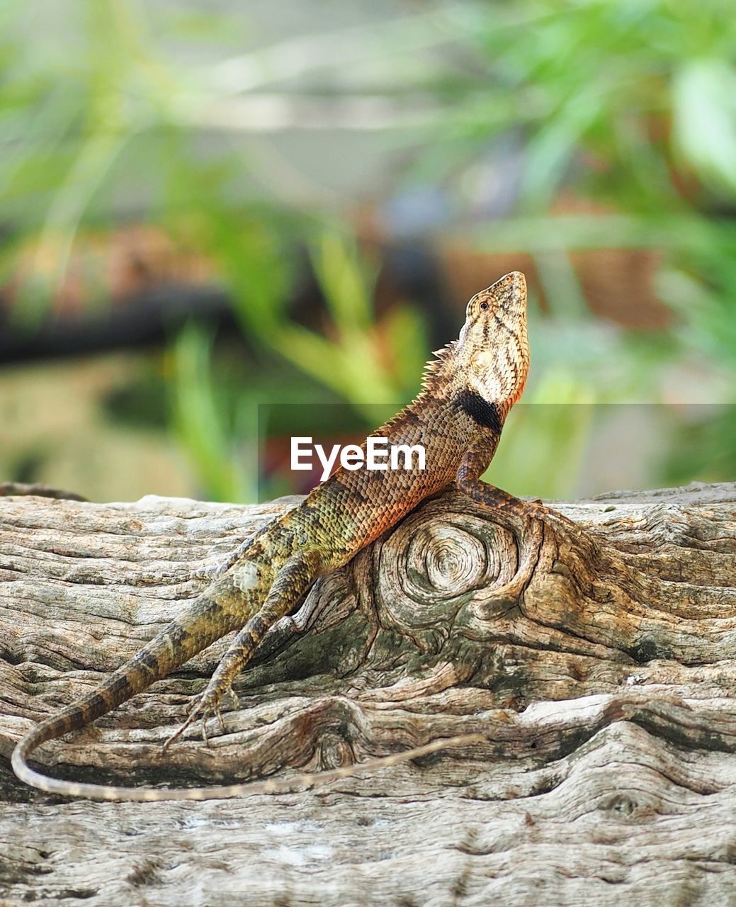 CLOSE-UP OF LIZARD ON WOOD AGAINST TREES