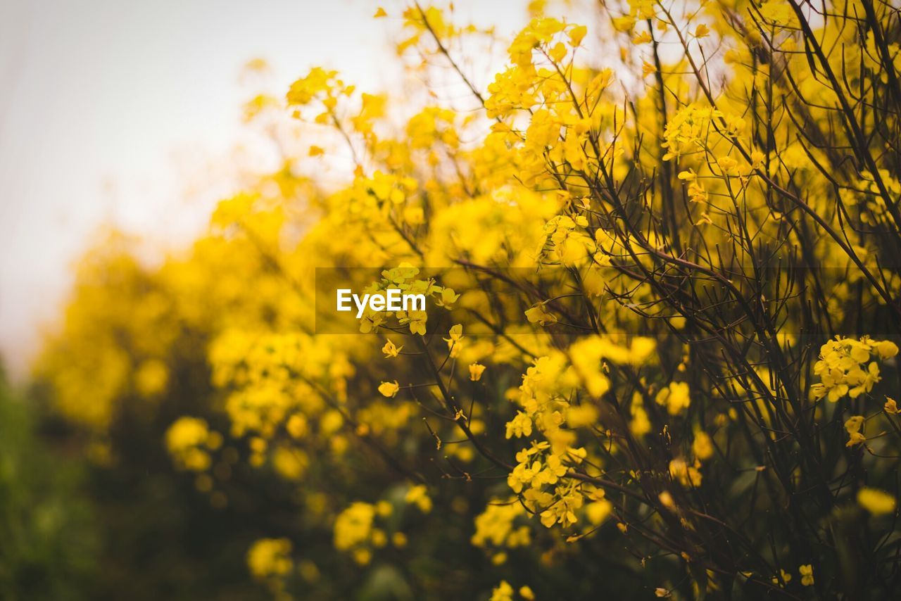 Close-up of yellow flowers