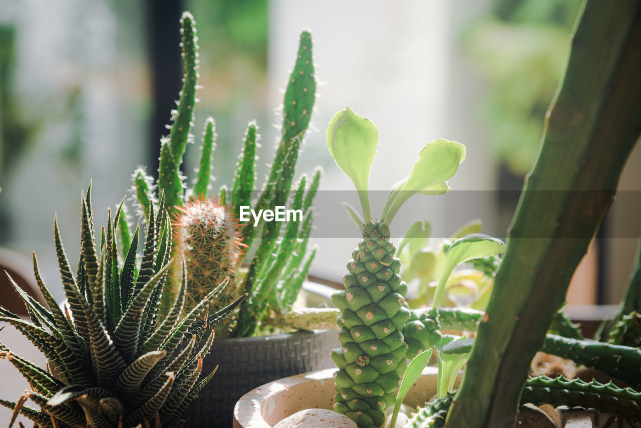 plant, succulent plant, growth, cactus, nature, green, flower, no people, beauty in nature, houseplant, thorn, potted plant, outdoors, day, leaf, plant part, aloe, focus on foreground, close-up, sunlight, flowerpot, botany, tranquility, food and drink, plant stem
