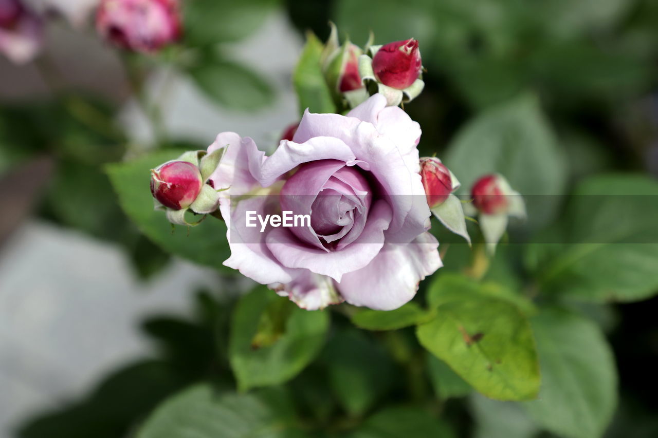 Close-up of pink rose