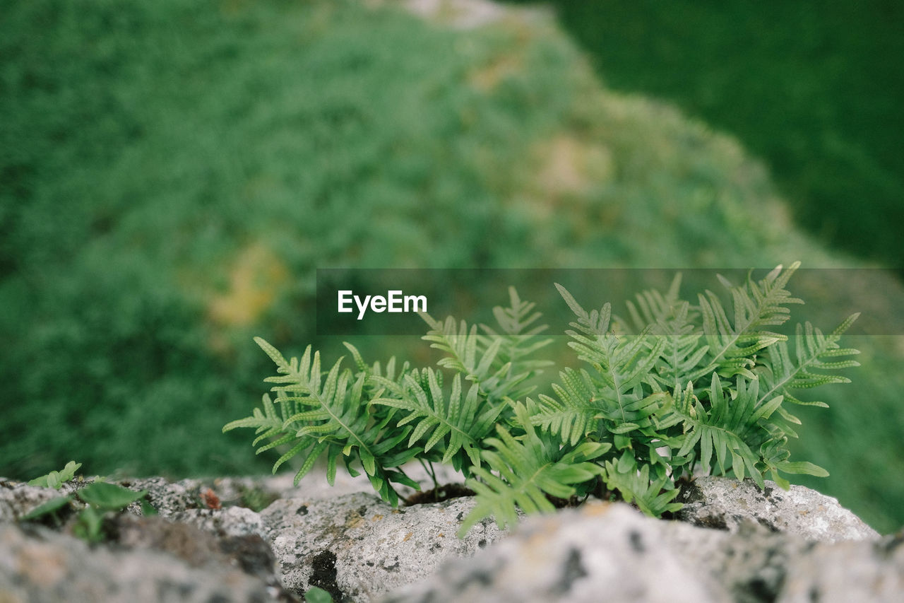 Close-up of small plant growing on rock