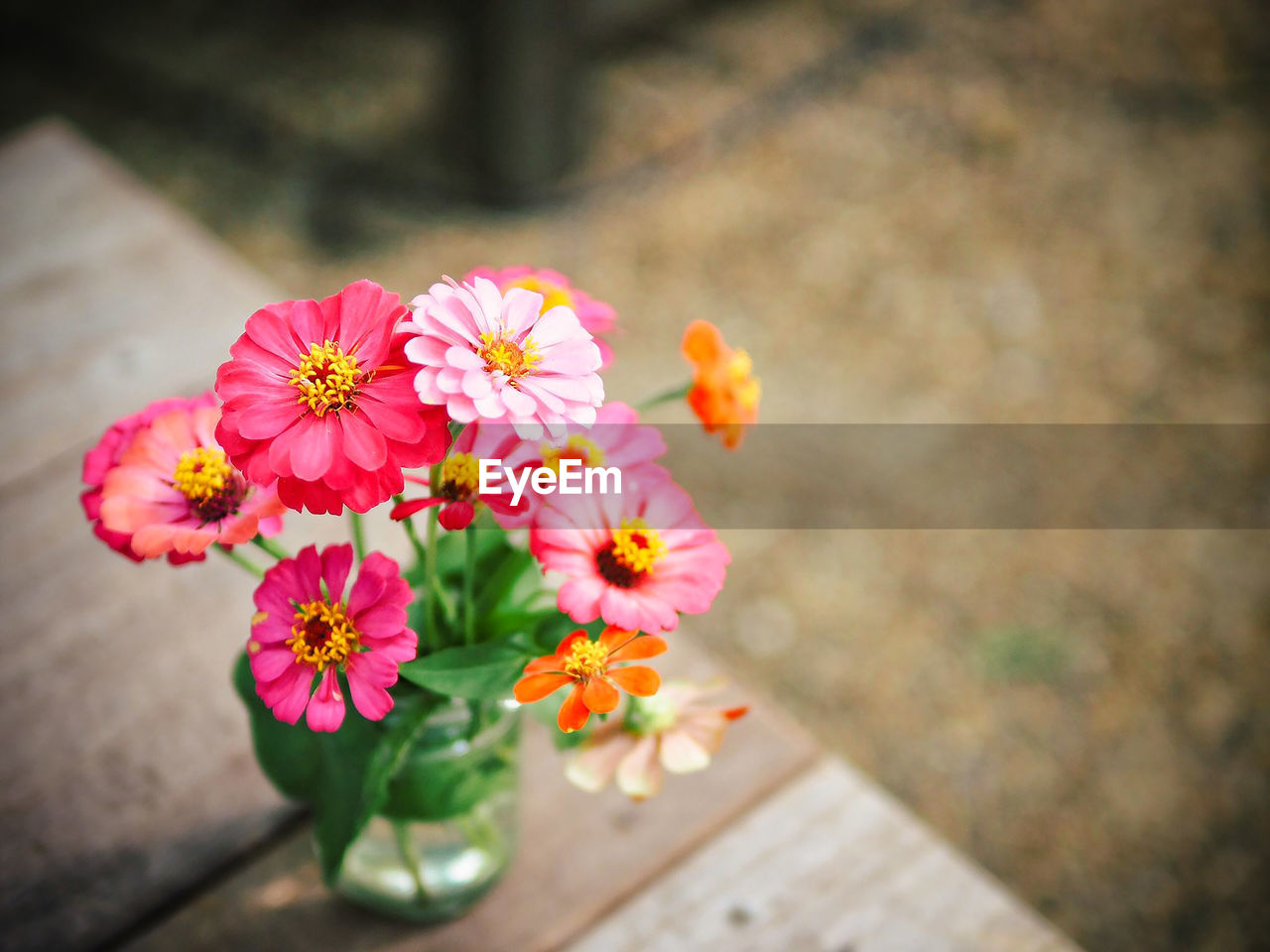 High angle view of flowers in vase on table