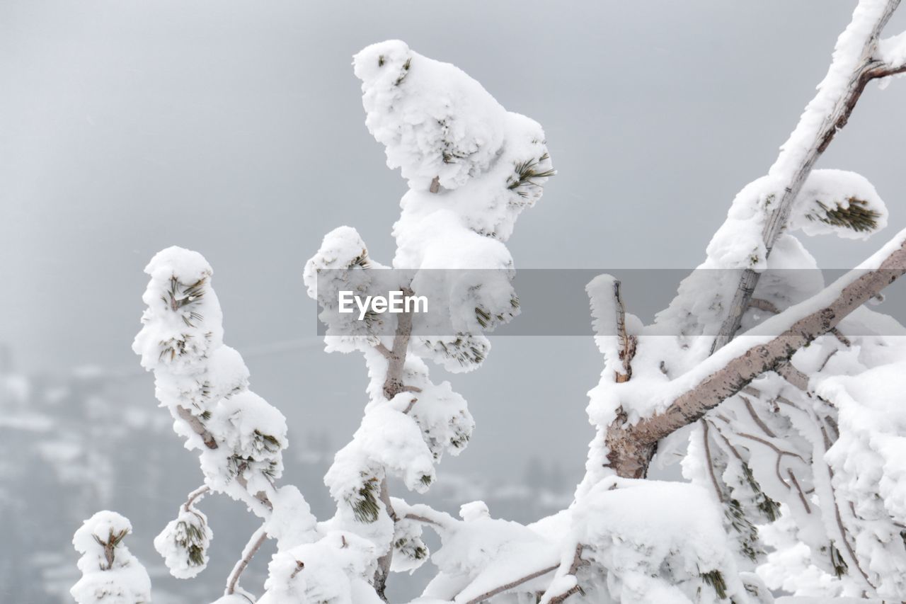 CLOSE-UP OF SNOW TREE