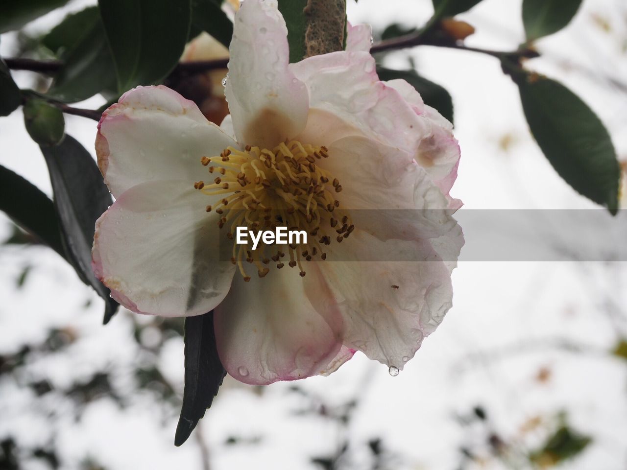 CLOSE-UP OF WHITE FLOWER BLOOMING IN TREE