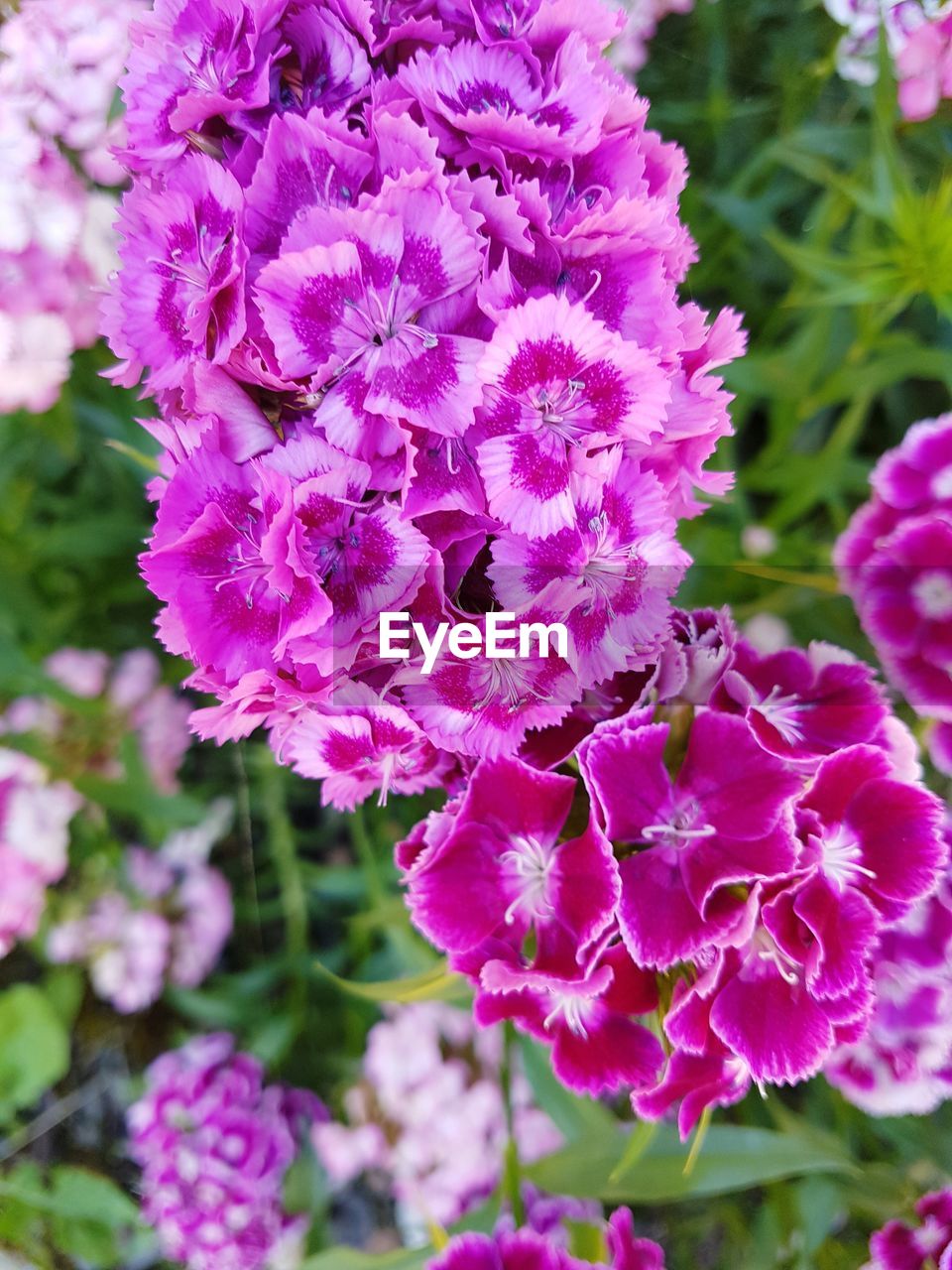 CLOSE-UP OF PINK ROSE FLOWERS