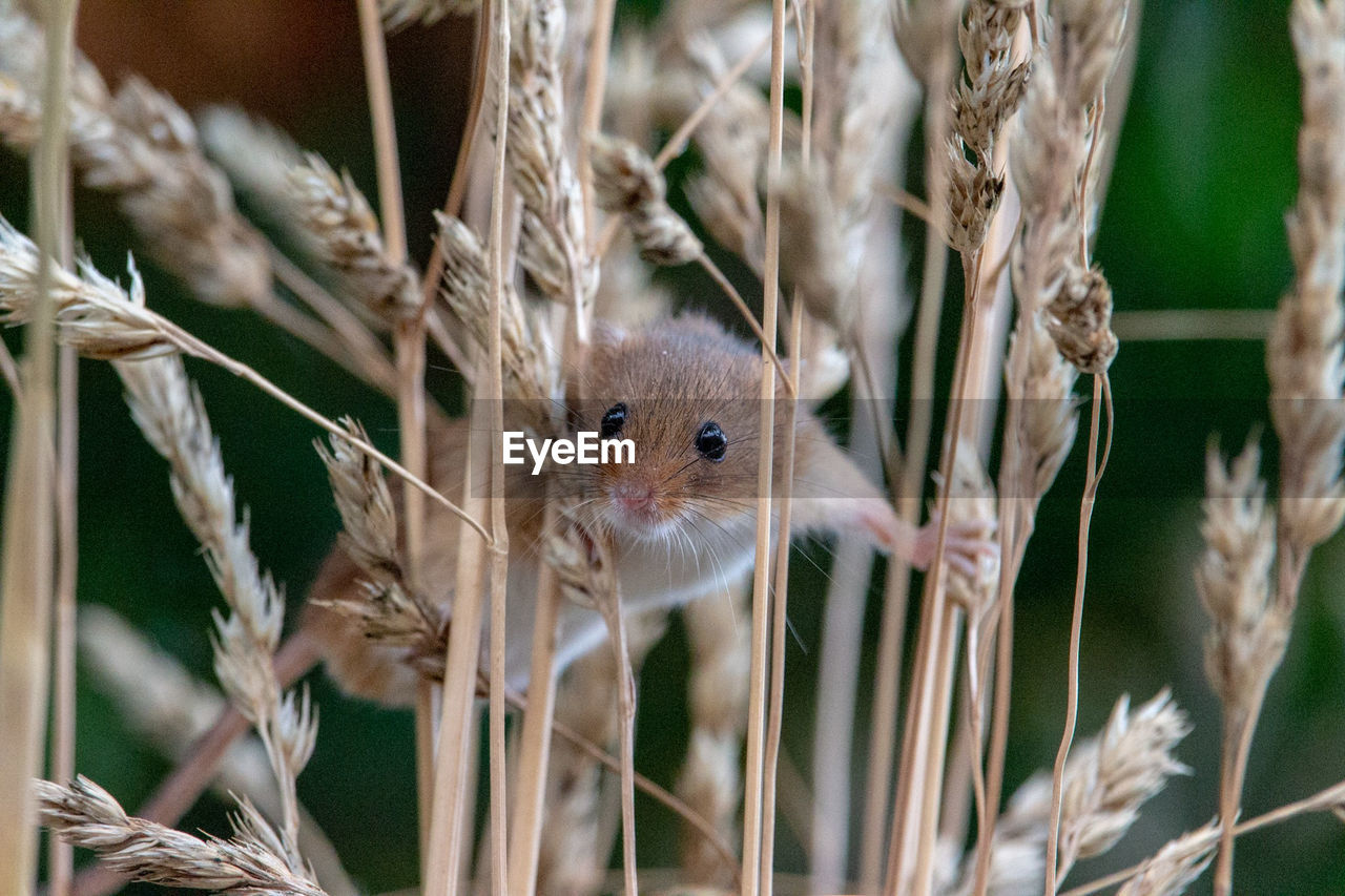 CLOSE-UP PORTRAIT OF A ANIMAL