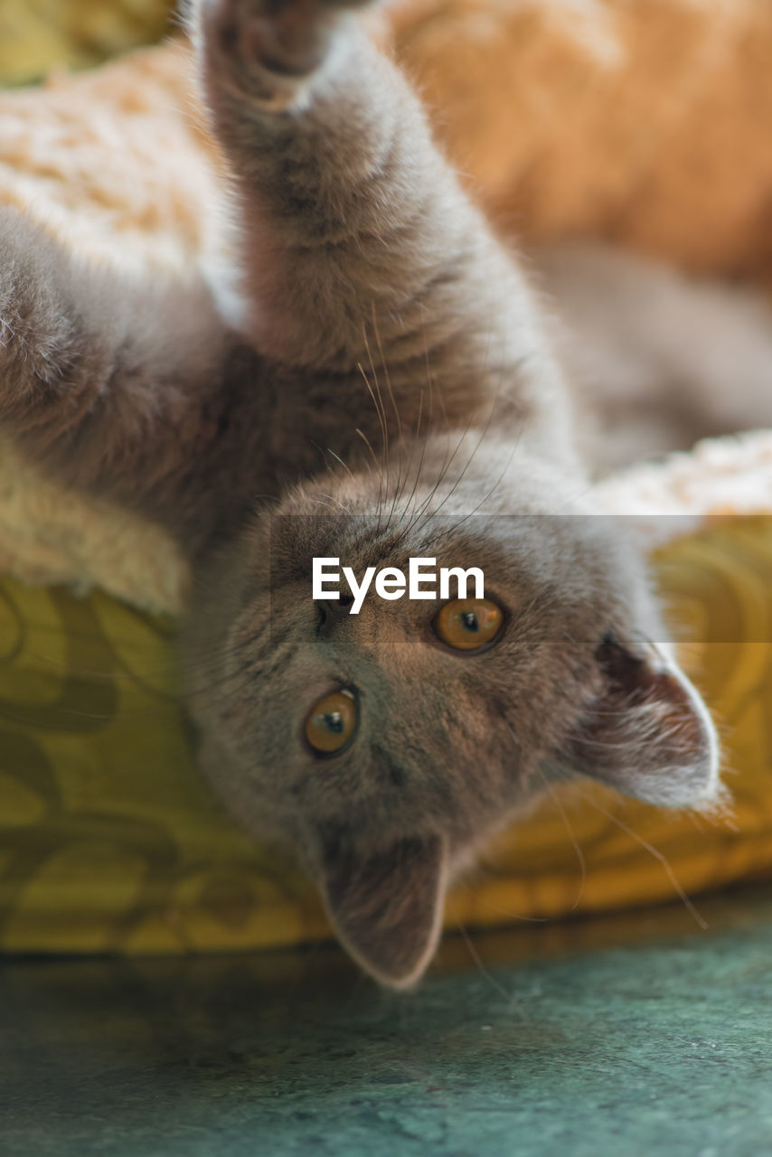 CLOSE-UP PORTRAIT OF CAT RELAXING ON FLOOR