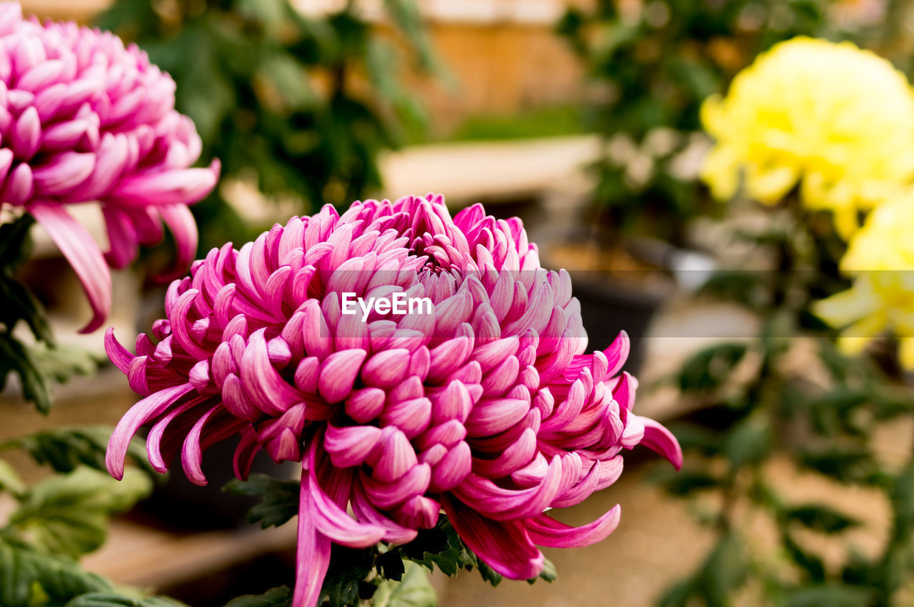 CLOSE-UP OF PINK DAHLIA FLOWER