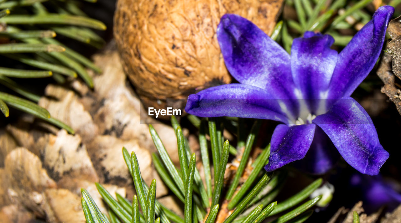 CLOSE-UP OF PURPLE CROCUS FLOWERS