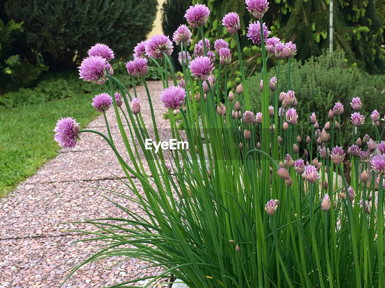 PURPLE FLOWERS GROWING ON FIELD