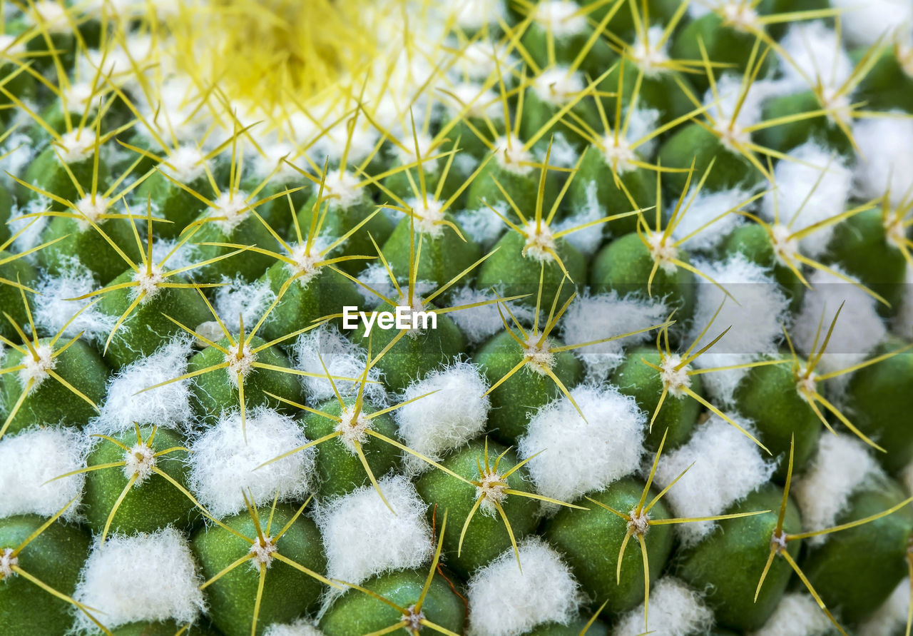 CLOSE-UP OF SNOW ON PLANT