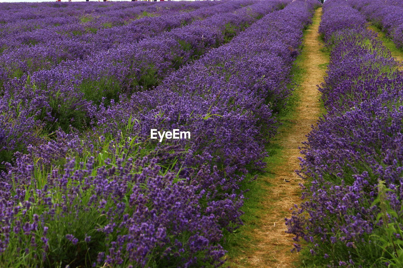 Scenic view of lavender field