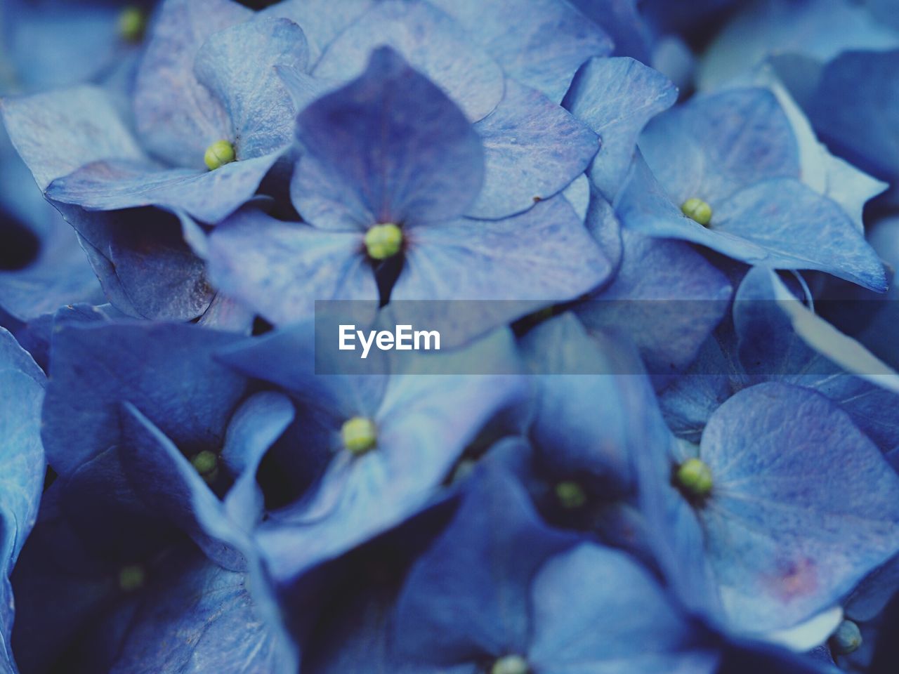 Close-up of purple hydrangea flowers