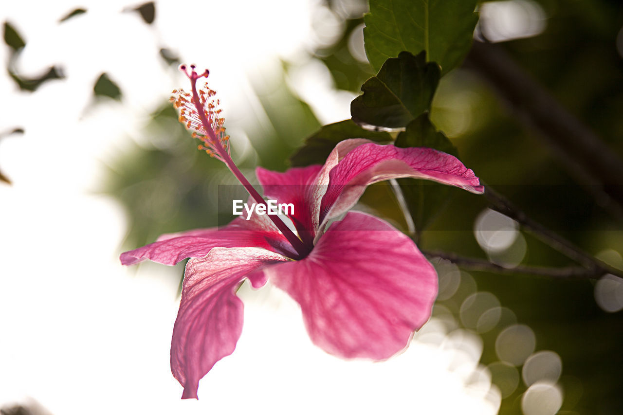 CLOSE-UP OF PINK FLOWERING PLANTS