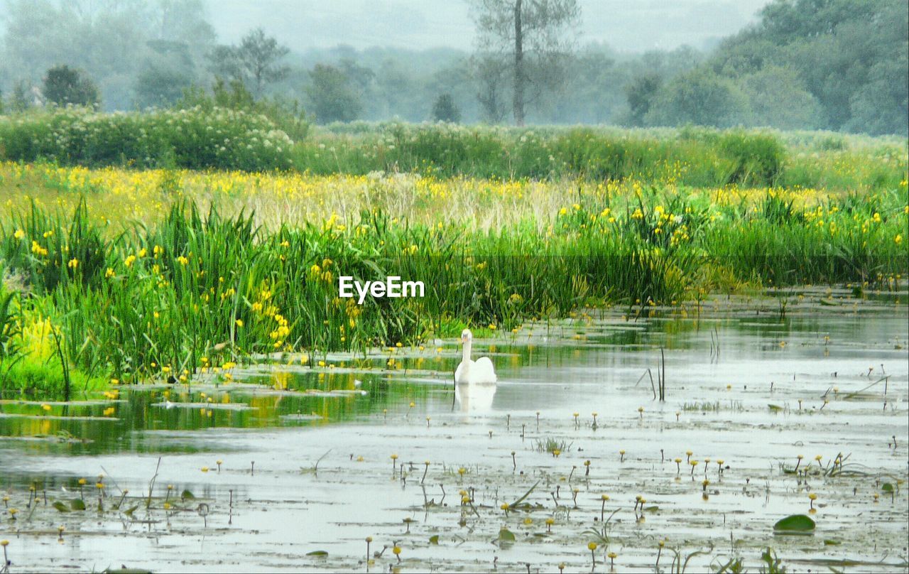 VIEW OF CALM LAKE