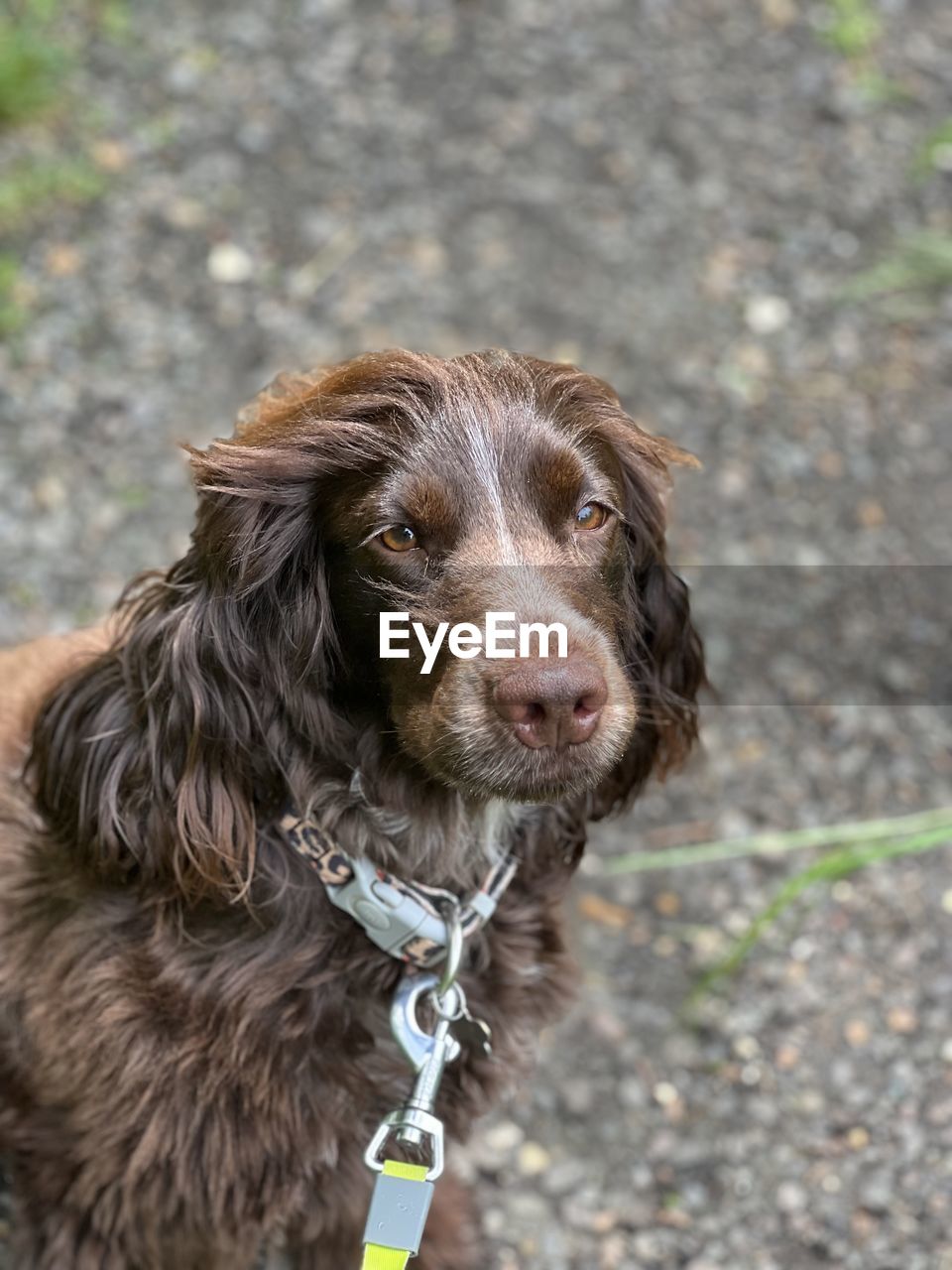 Close-up of cocker spaniel 