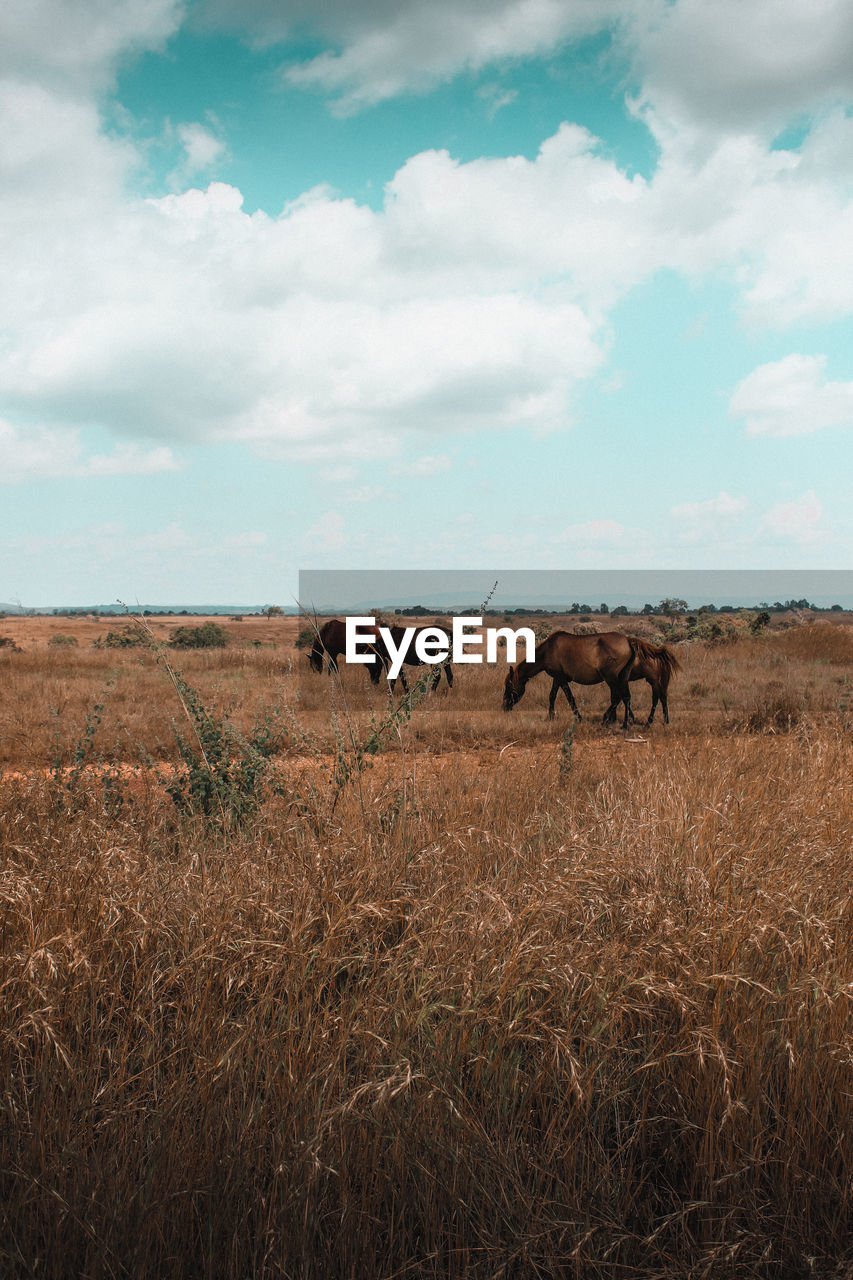 Horses grazing on land against sky