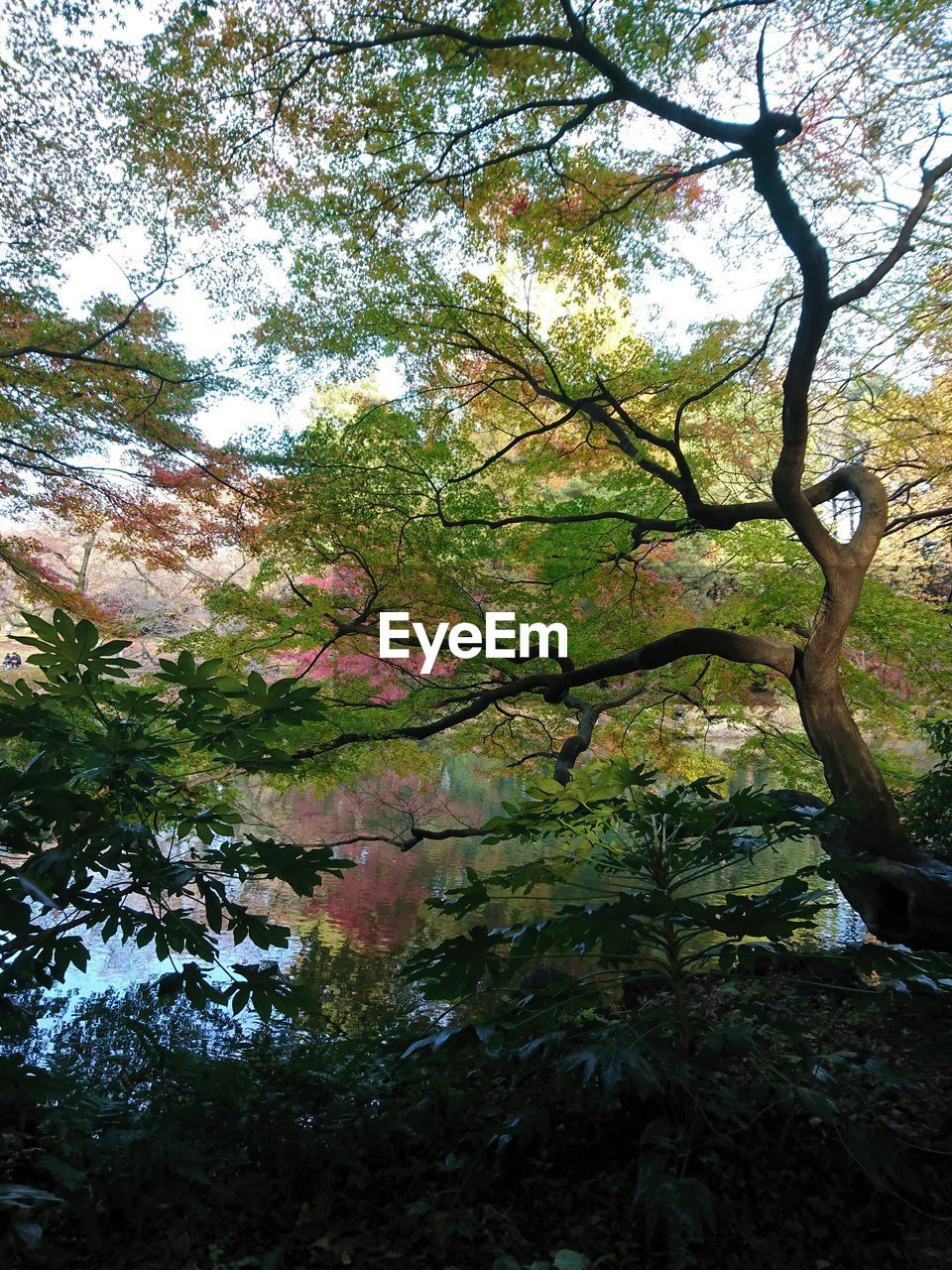 LOW ANGLE VIEW OF TREE IN FOREST AGAINST SKY