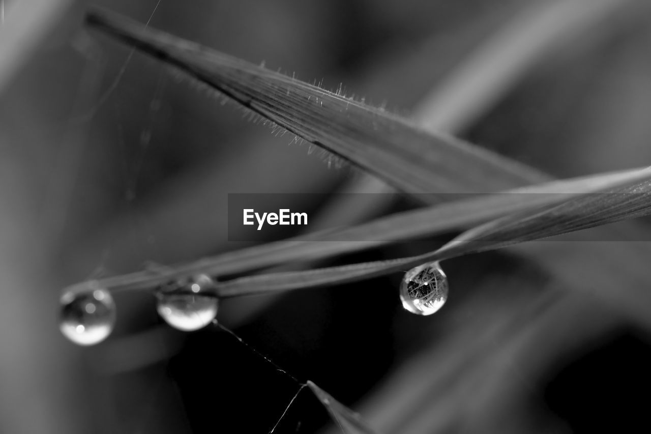 Close-up of wet plants during rainy season