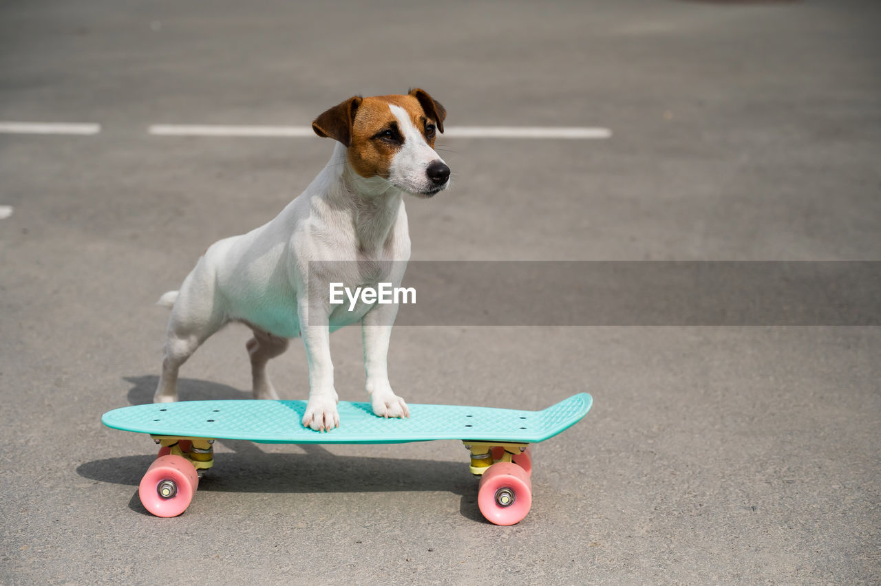 The dog rides a penny board outdoors. jack russell terrier performing tricks on a skateboard
