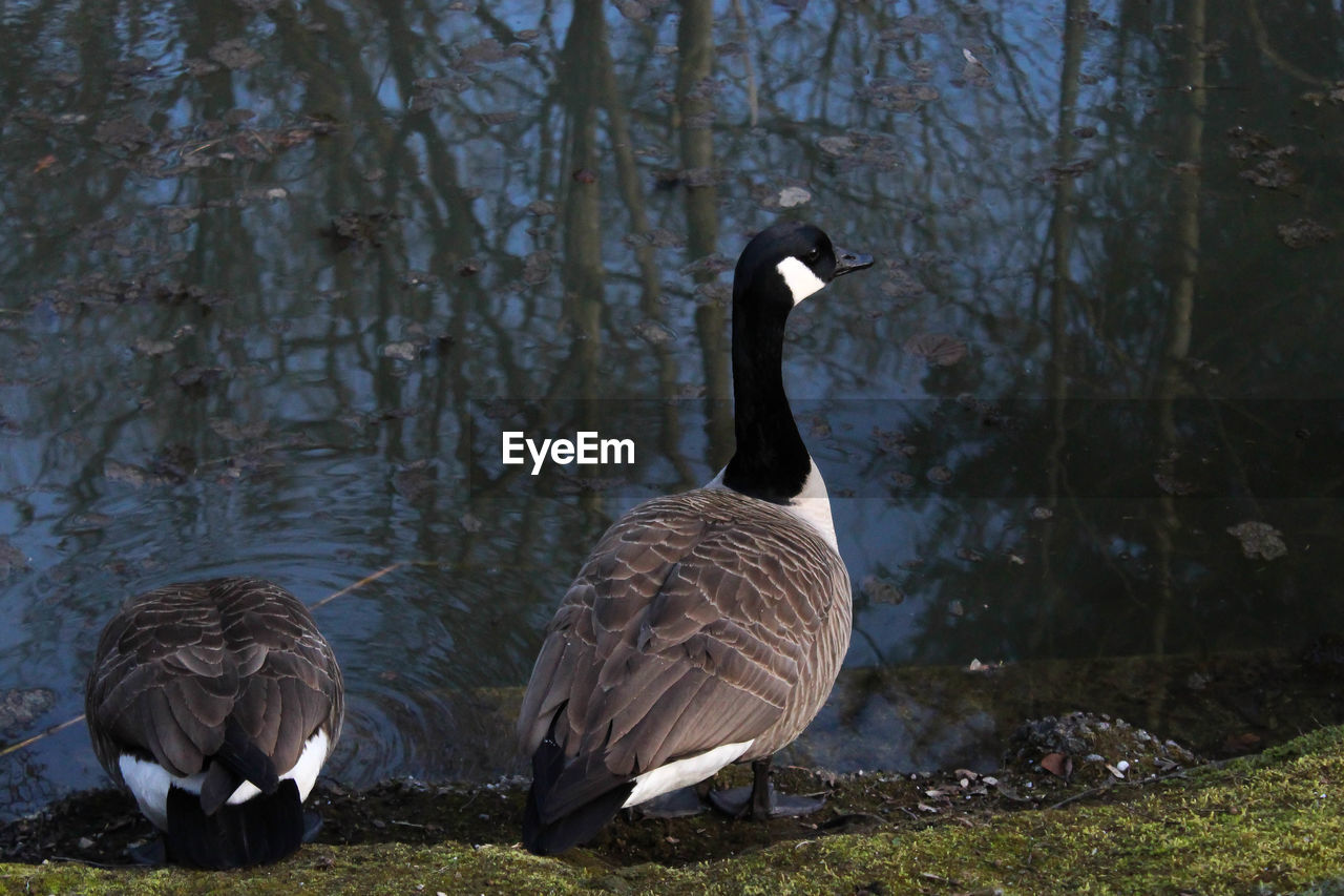 Close-up of canada geese perching at lake