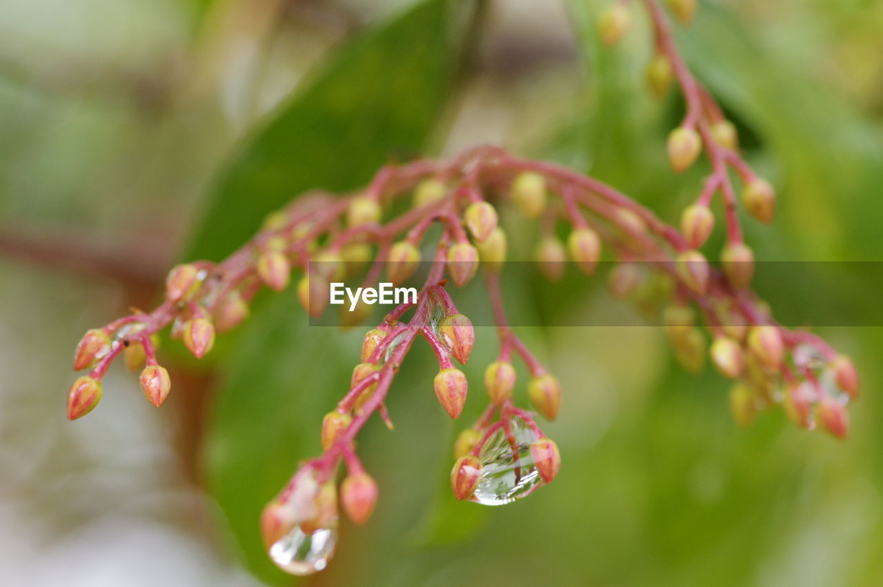 CLOSE-UP OF PINK FLOWERING PLANT ON BRANCH