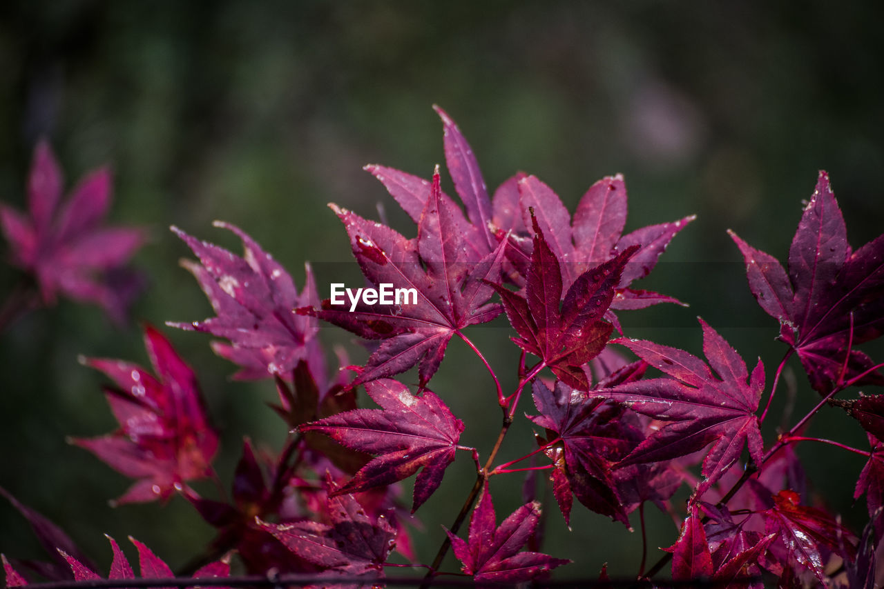 Close-up of red flowers blooming outdoors