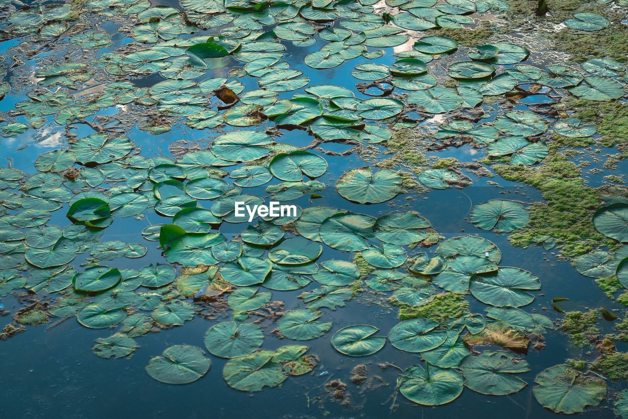 HIGH ANGLE VIEW OF LILY FLOATING ON LAKE