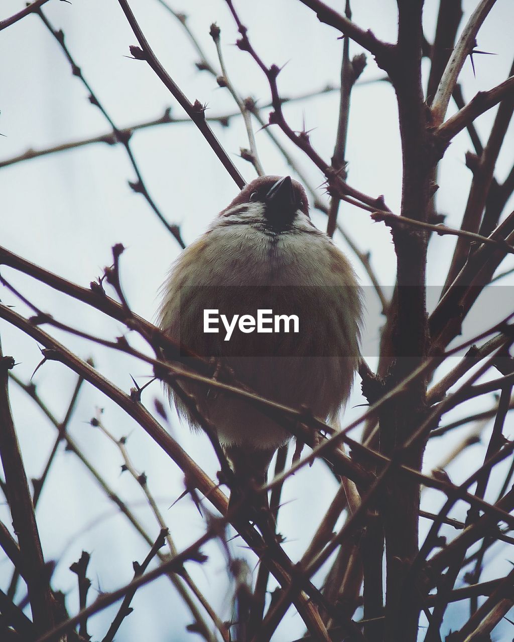 LOW ANGLE VIEW OF OWL PERCHING ON TREE