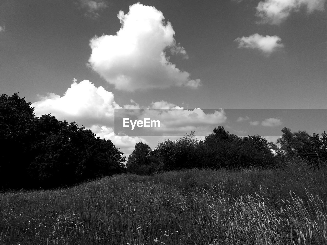 TREES IN FIELD AGAINST SKY