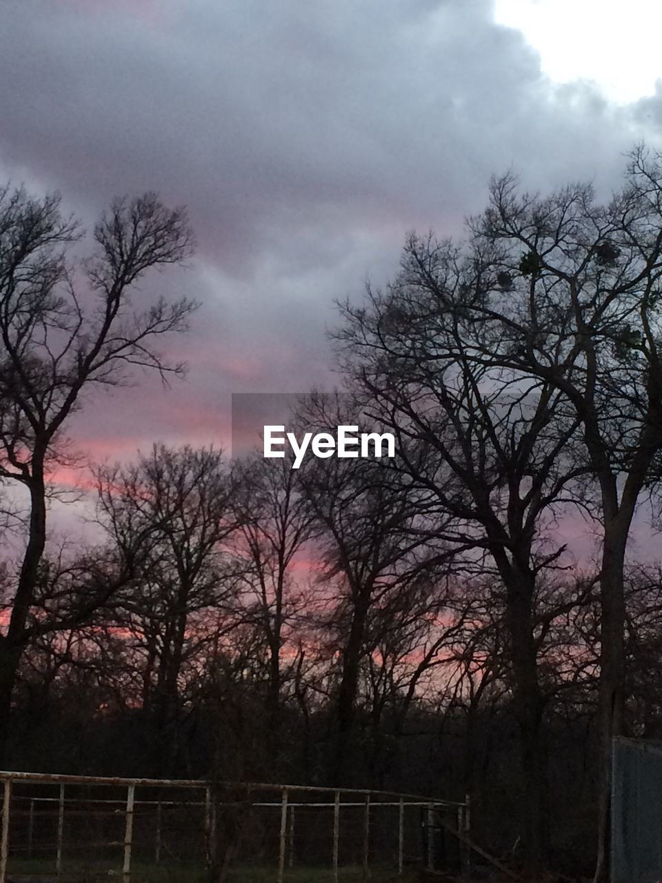 SILHOUETTE OF BARE TREES AGAINST STORM CLOUDS