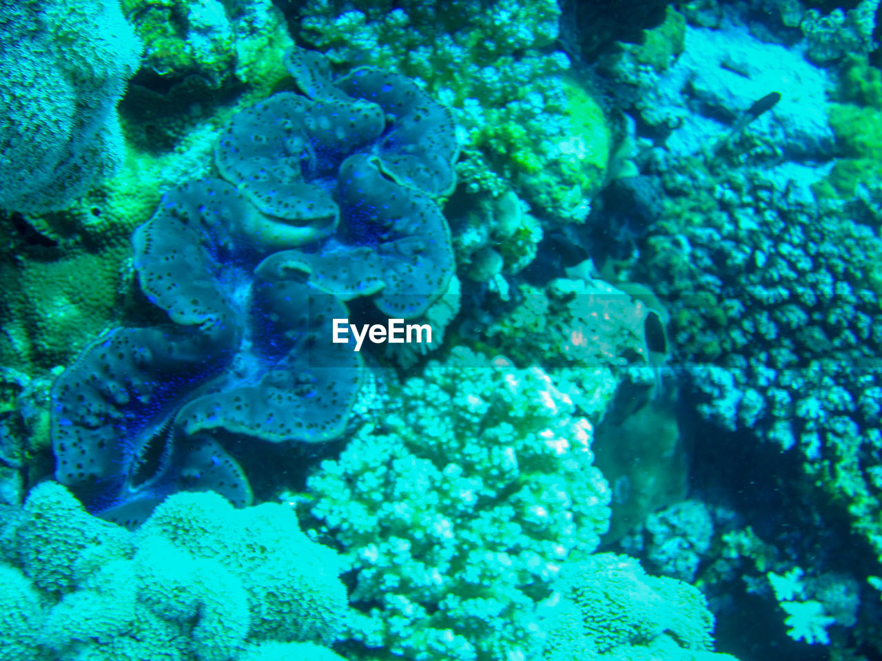 FISH SWIMMING UNDERWATER