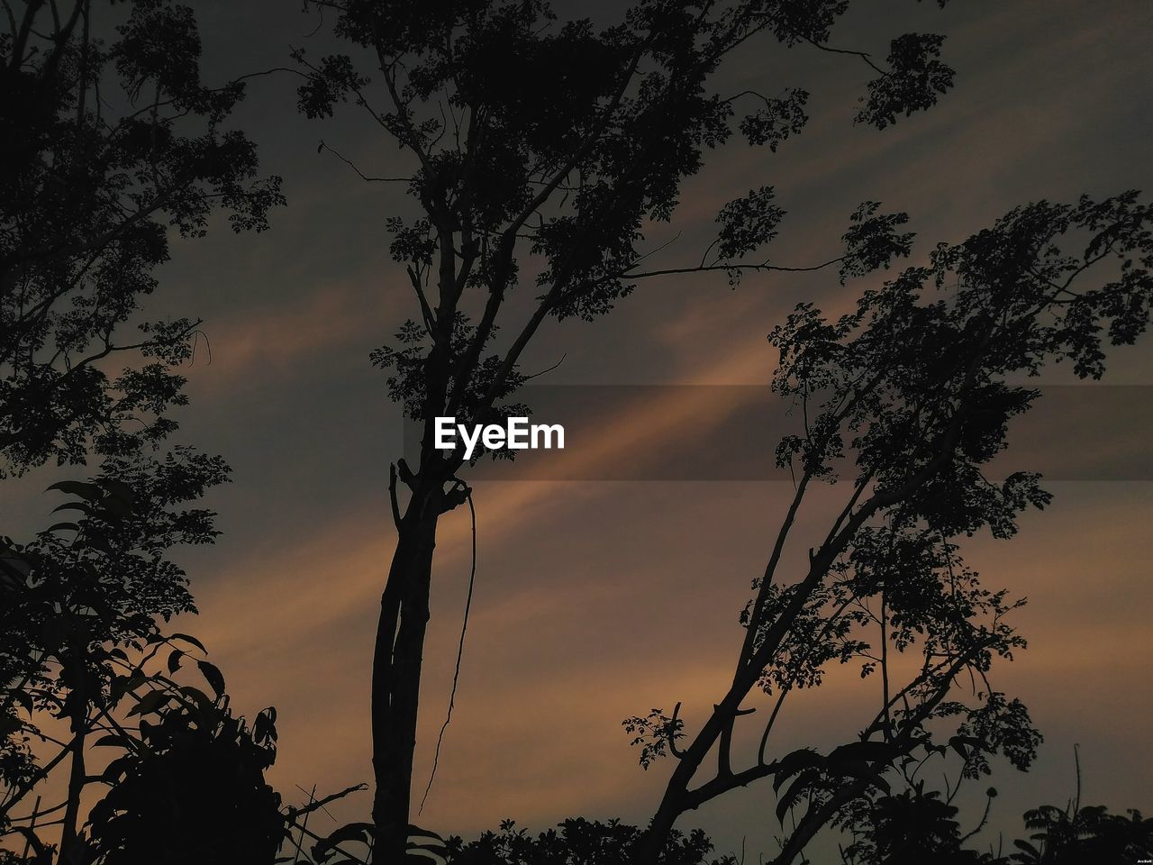 LOW ANGLE VIEW OF SILHOUETTE TREES AGAINST SKY