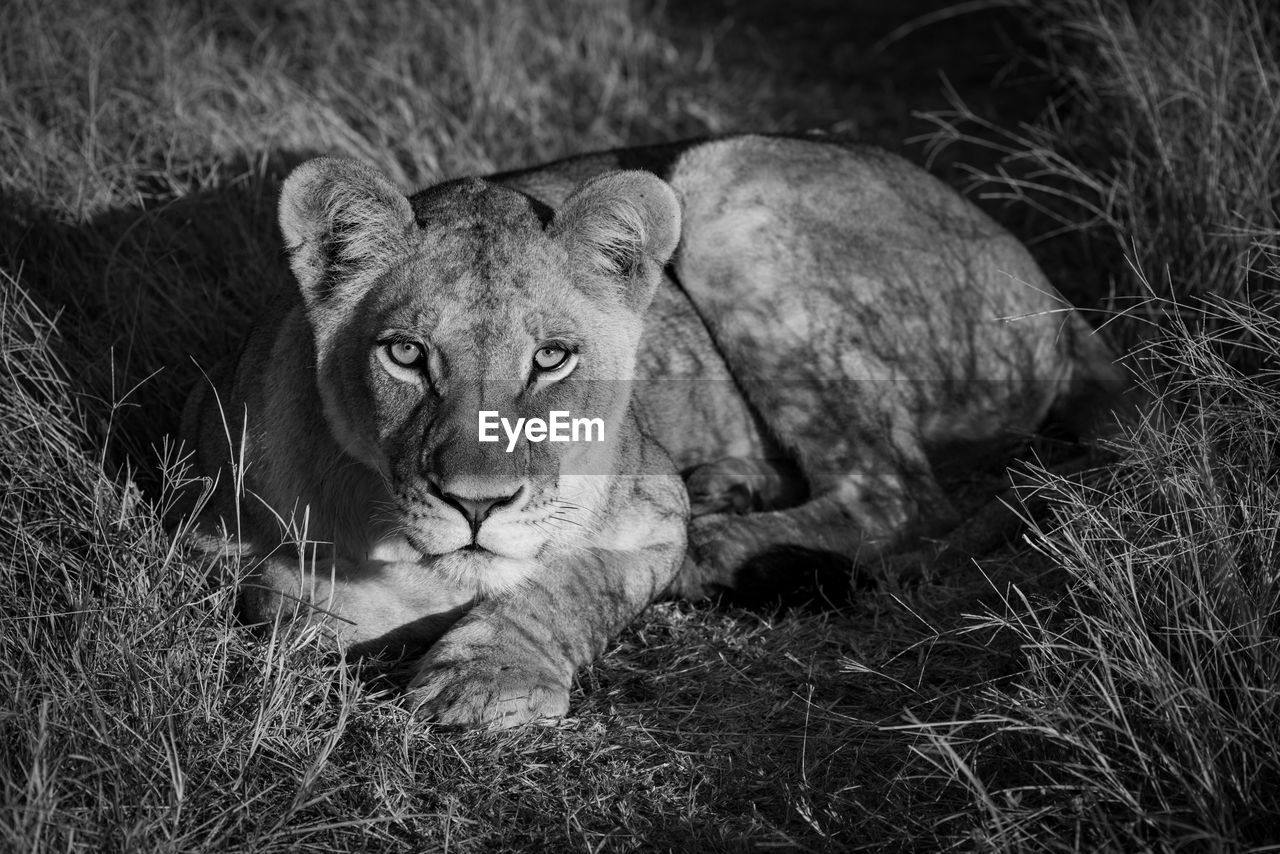 Mono lion in golden light facing camera