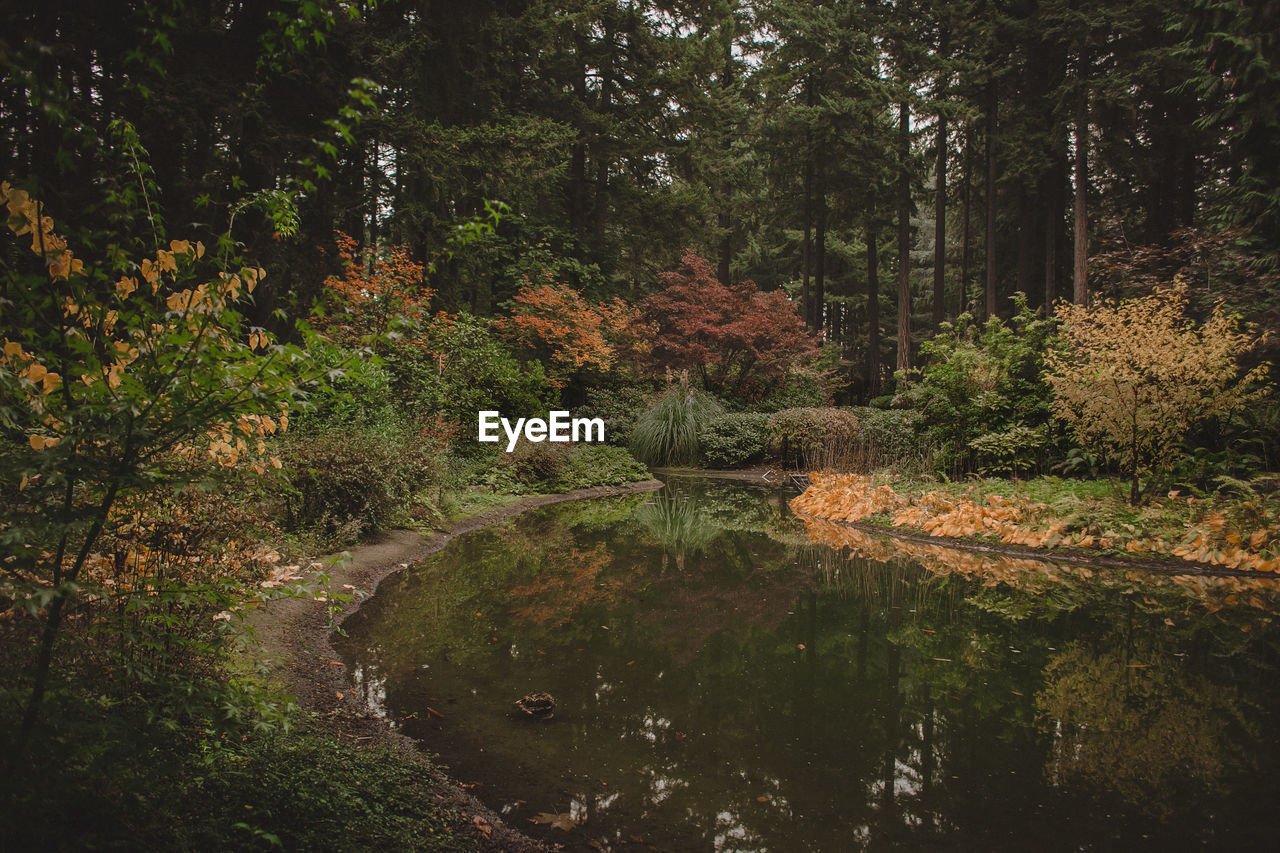 Scenic view of lake amidst trees in forest