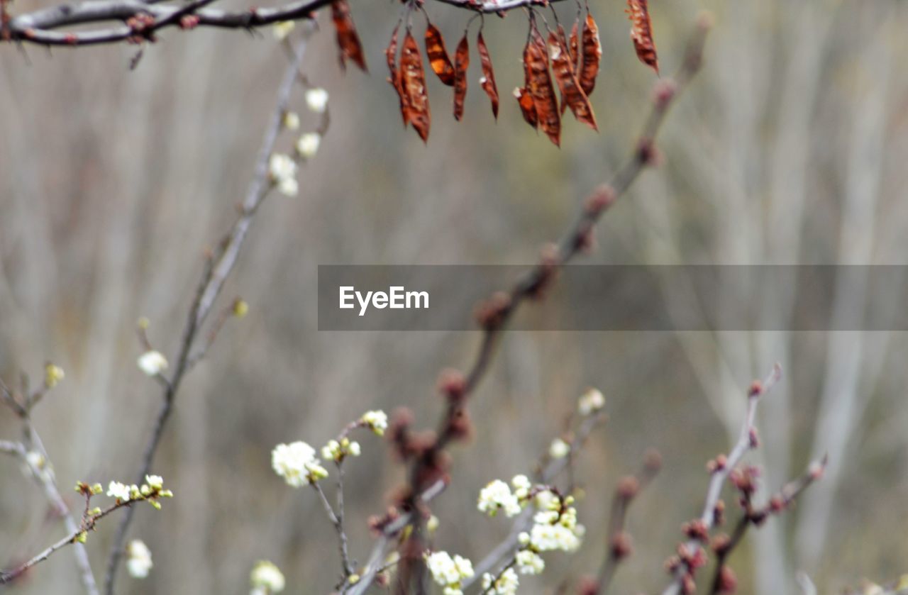 CLOSE-UP OF CHERRY BLOSSOM