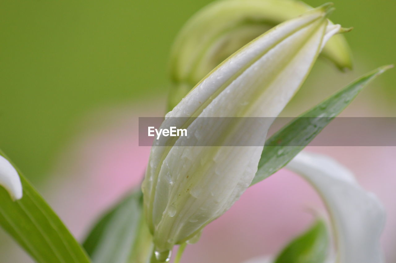 Close-up of wet flower