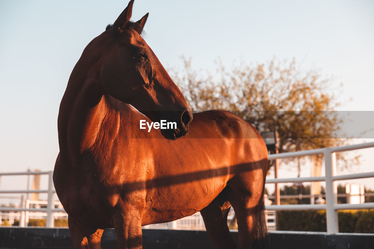 Horse in pen against sky