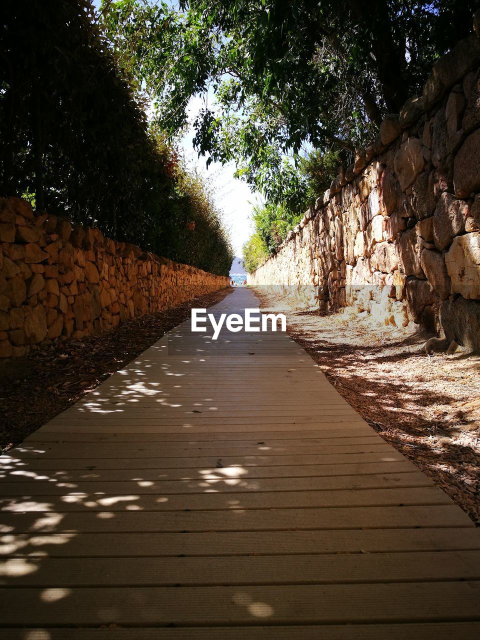 Walkway amidst trees